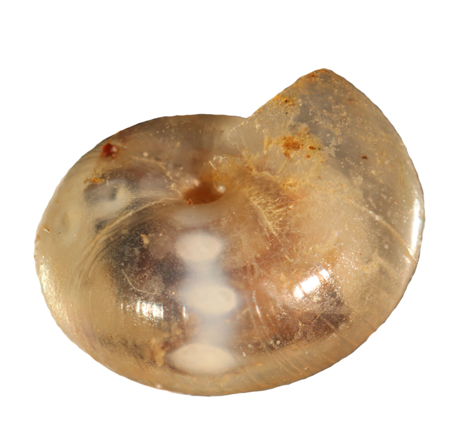 VA_LandSnails